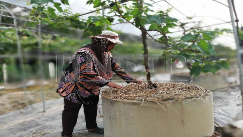 JERAMI diletakkan untuk menutup tanah bagi menjaga akar pokok daripada cahaya matahari. FOTO Noor Hidayah Tanzizi