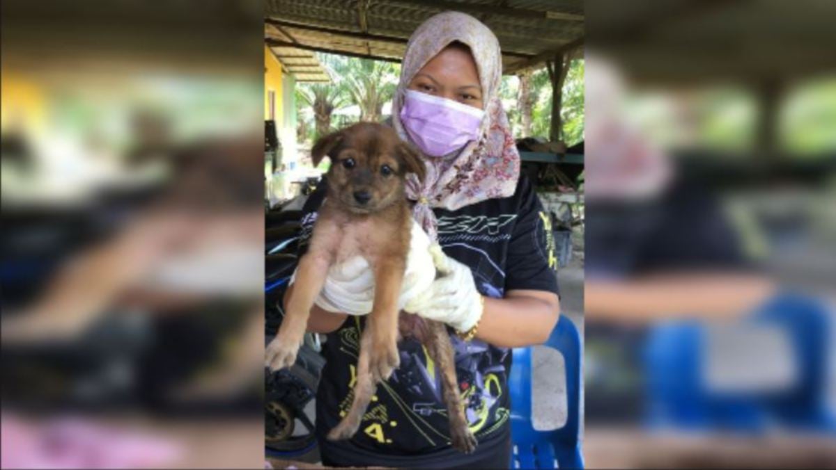ELLYNURZIANA membantu anak anjing yang dipercayai mengalami luka akibat gigitan haiwan lain pada 14 Mei lalu. FOTO Ihsan pembaca.