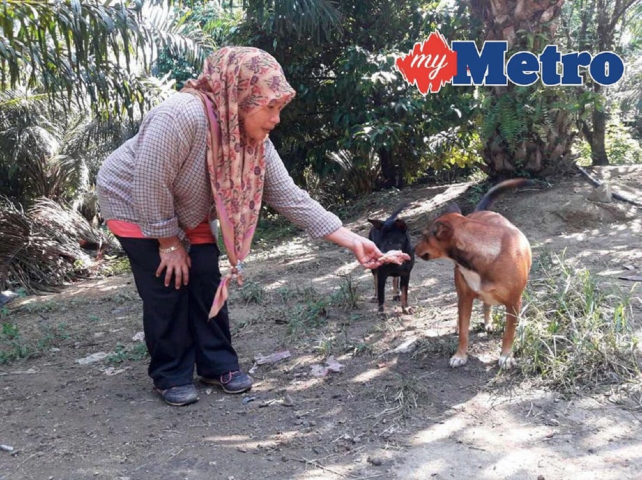 ZALINA memberi makan anjing peliharaannya di dusun durian di Kampung  Lingai, Tepoh. -Foto AHMAD RABIUL ZULKIFLI