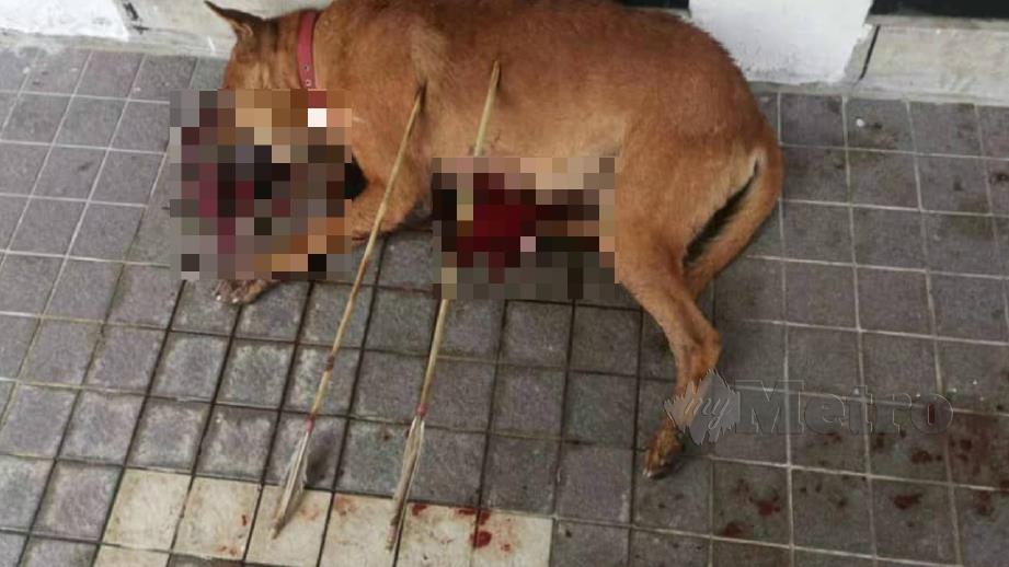 Anjing yang ditemui mati dengan dua anak panah di bahagian kiri badan haiwan itu. FOTO Ihsan Pembaca    