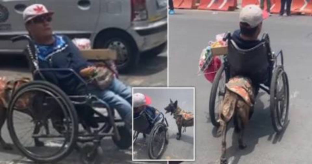 TANGKAP layar video di TikTok menunjukkan seekor anjing menolak kerusi roda pemiliknya yang OKU. FOTO Agensi