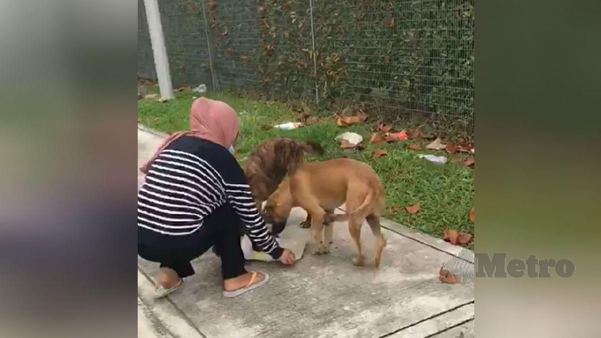NURUL Fatin memberi makan anjing jalanan di sekitar kawasan rumahnya. FOTO ihsan Nurul Fatin Junaidi