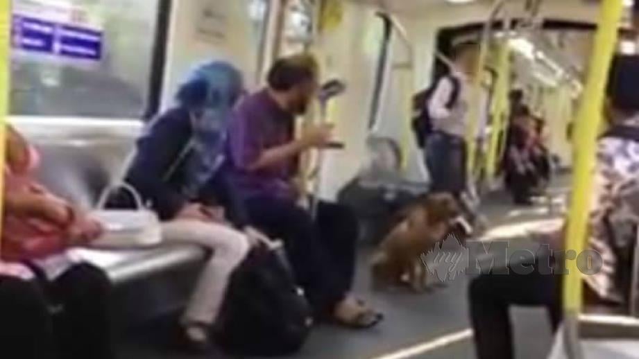 RAKAMAN tular seekor anjing liar berada dalam gerabak LRT. FOTO IHSAN PEMBACA