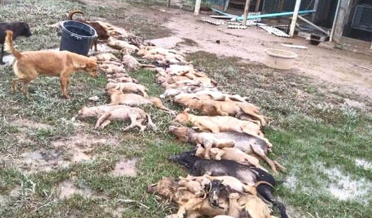 54 ekor anjing liar yang dibela di kandang Persatuan Penyelamat Haiwan Terbiar Furrykids Safehaven mati lemas dalam kejadian banjir di Mambau. FOTO Ihsan Persatuan Penyelamat Haiwan Terbiar Furrykids Safehaven