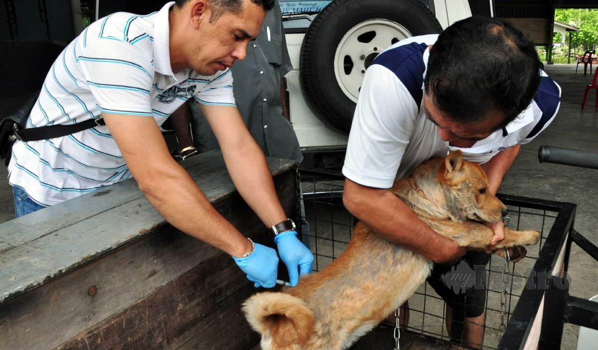 KKM menggesa orang ramai di Sarawak membawa haiwan peliharaan terutama anjing dan kucing mendapatkan suntikan vaksin. FOTO Arkib NSTP