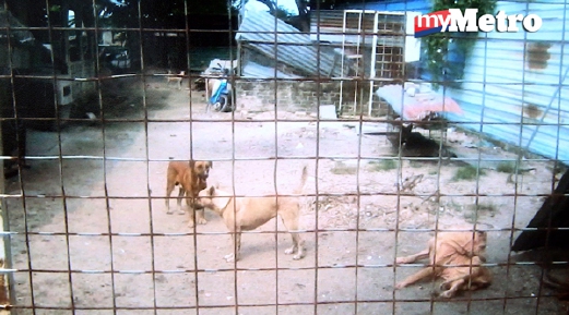 Lebih 90 anjing liar dipelihara seorang wanita yang sering mengganggu penduduk sekitar Bagan Belat, Teluk Air Tawar, Butterworth. - Foto AMIR IRSYAD OMAR