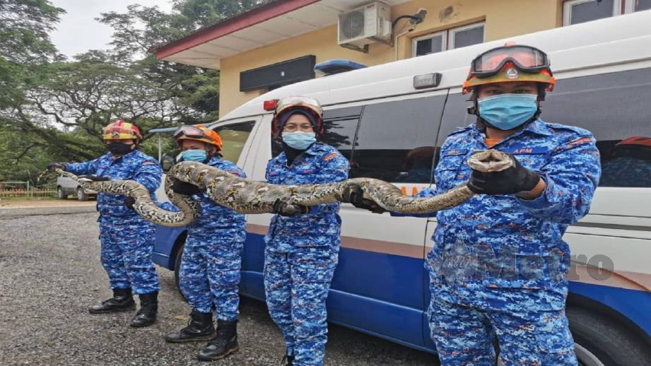 ANGGOTA APM Padang Terap berjaya menangkap ular sawa di kuarters Jabatan Hutan Pokok Sena. FOTO IHSAN APM