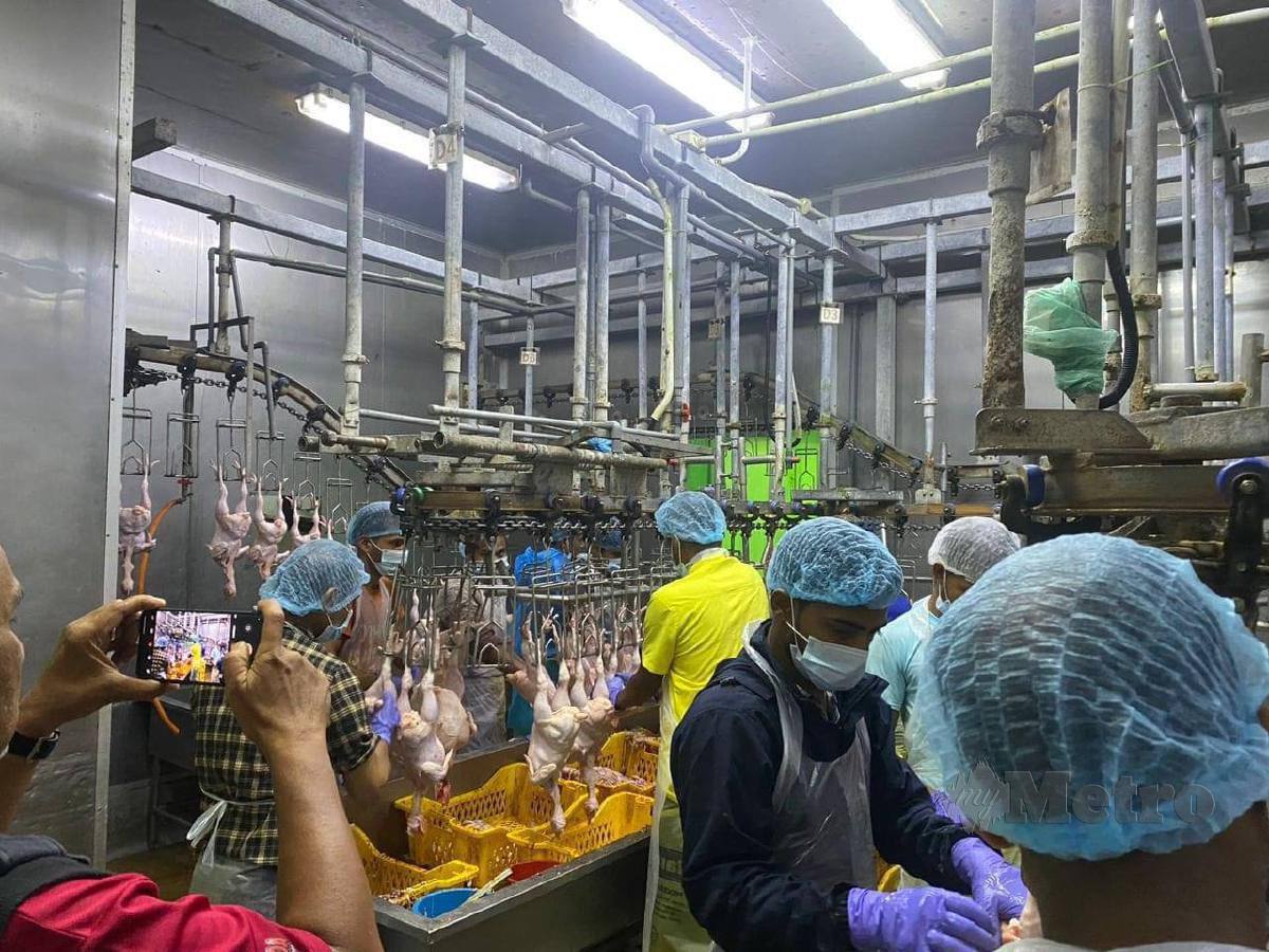 TIGA kilang memproses ayam di Batu Caves dikompaun dan diarah tutup dalam operasi dijalankan Jabatan Kesihatan dan Alam Sekitar DBKL awal pagi tadi. FOTO ihsan DBKL