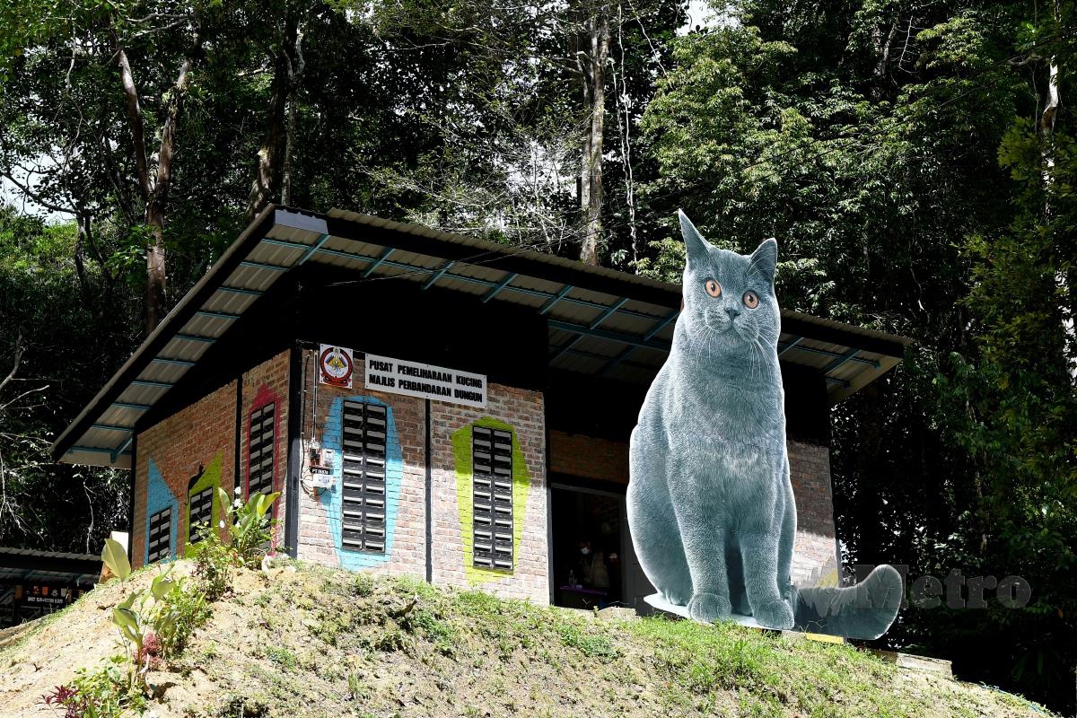 Kucing jalanan ditempatkan di Taman Kucing Dungun, Taman Rimba Bukit Bauk.