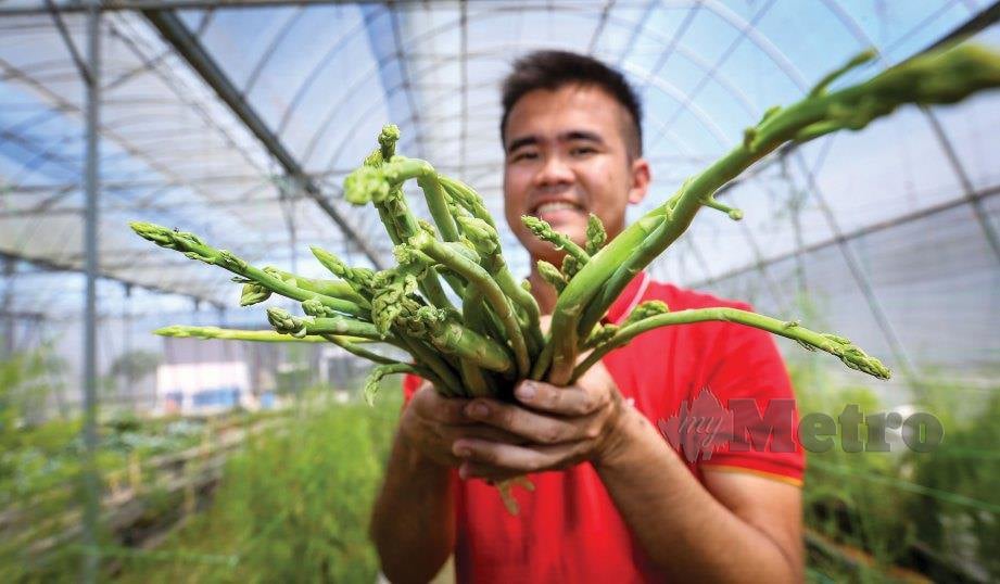 PENGUSAHA tanaman asparagus, Cheah Shiau Feng. FOTO Rosela Ismail