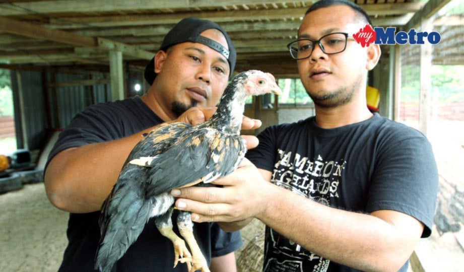 SAMSUL Azwan (kanan) memilih ayam untuk dijual kepada pelanggam di Kampung Permatang Pasir. FOTO Mohd Rafi Mamat