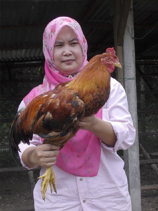 940 Koleksi Gambar Binatang Ternak Ayam Gratis Terbaru