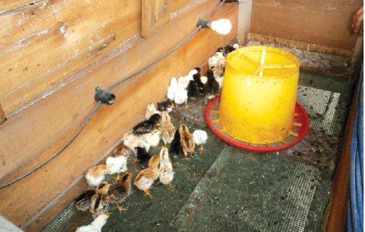 ANAK ayam yang baru menetas dikeluarkan dari mesin inkubator.
