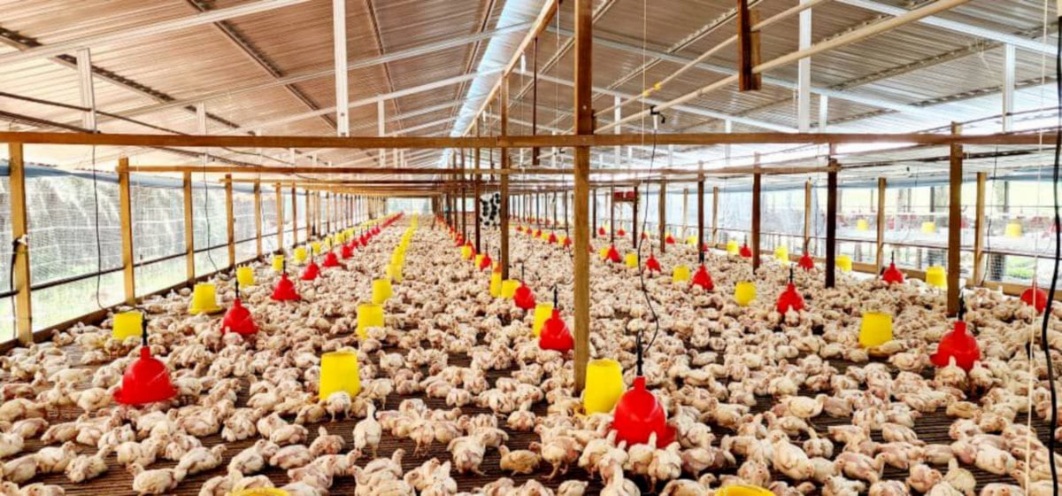 Penternak dan pengeluar yam Kedah harap subsidi dapat dikembalikan. FOTO Persatuan Penternak Ayam Kedah