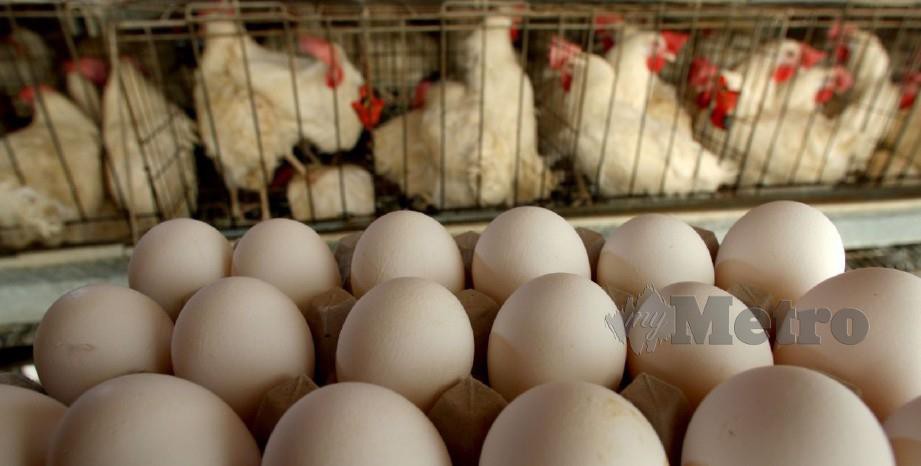 Pemain industri memberi jaminan masih lagi mempunyai lebihan ayam dan telur untuk beroperasi secara normal