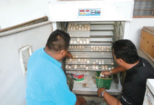 MOHD Yusoff Fauzi memeriksa mesin inkubator bagi membolehkan proses penetasan telur ayam dilakukan.