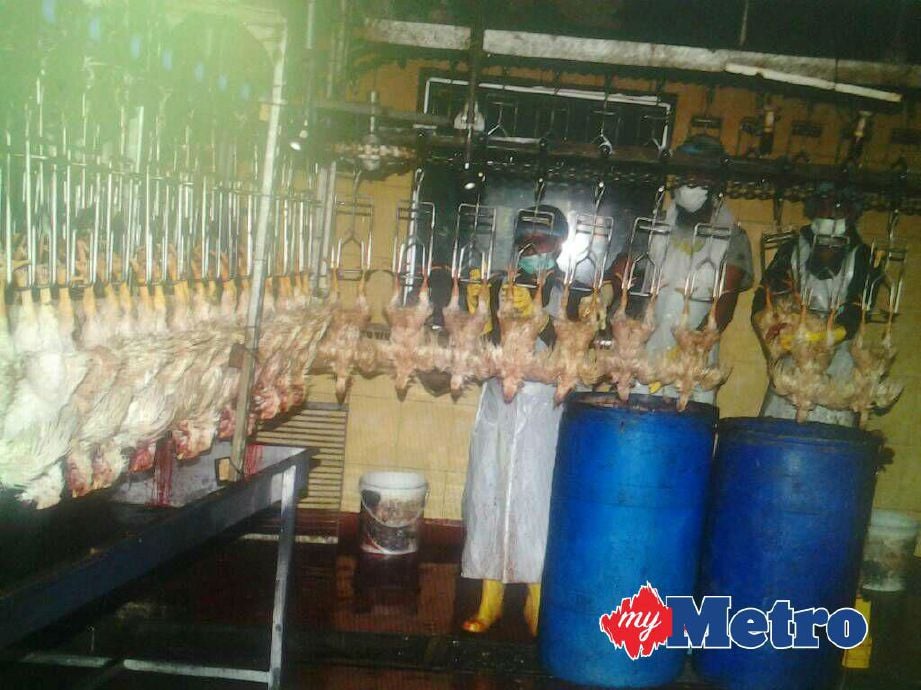 premis penyembelihan dan pemprosesan ayam di Semenyih diserbu penguat kuasa Jabatan Agama Islam Selangor (JAIS) hari ini kerana gagal mengikuti peraturan ditetapkan, walaupun memiliki sijil halal. FOTO ihsan JAIS