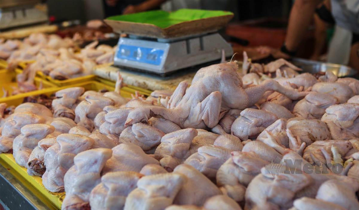 HARGA ayam dan telur banyak ditentukan oleh harga makanan ayam. FOTO Arkib NSTP
