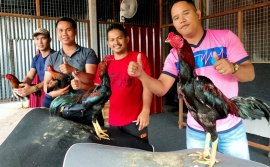 Ayam laga thailand