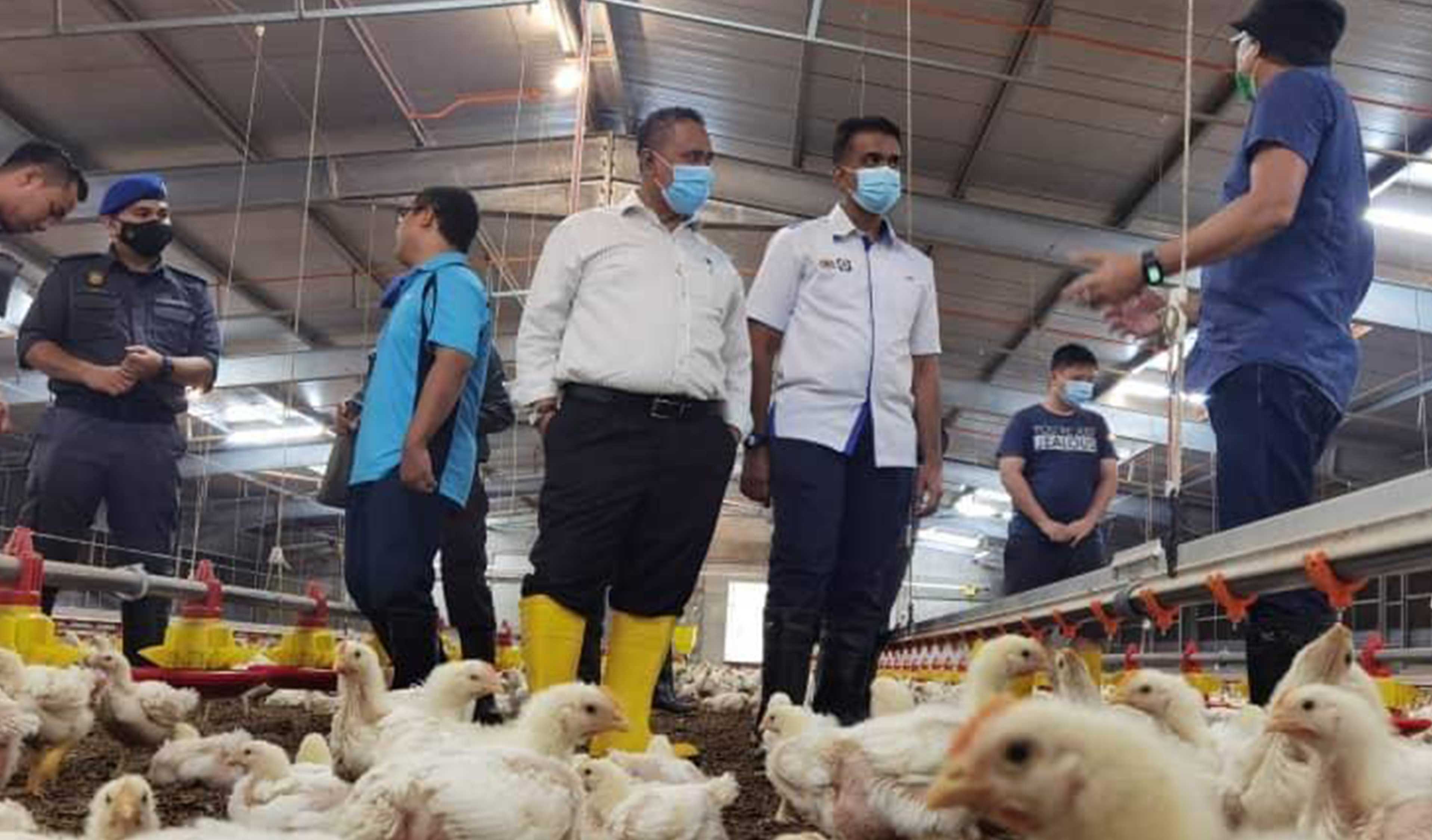 MOHD Hairul Anuar (tengah) membuat pemeriksaan ladang ayam bagi pemantauan harga.FOTO Ihsan KPDNHEP