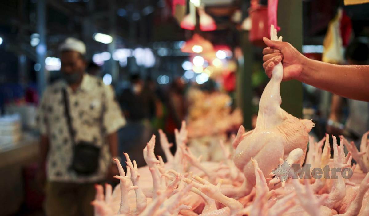PENINGKATAN kos pengeluaran makanan ayam menjadi penyumbang kepada peningkatan harga ayam di pasaran. FOTO Arkib NSTP