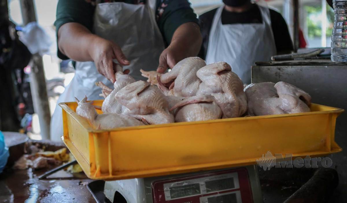 HARGA purata ayam mentah di Perlis adalah sekitar RM8.33. FOTO Arkib NSTP