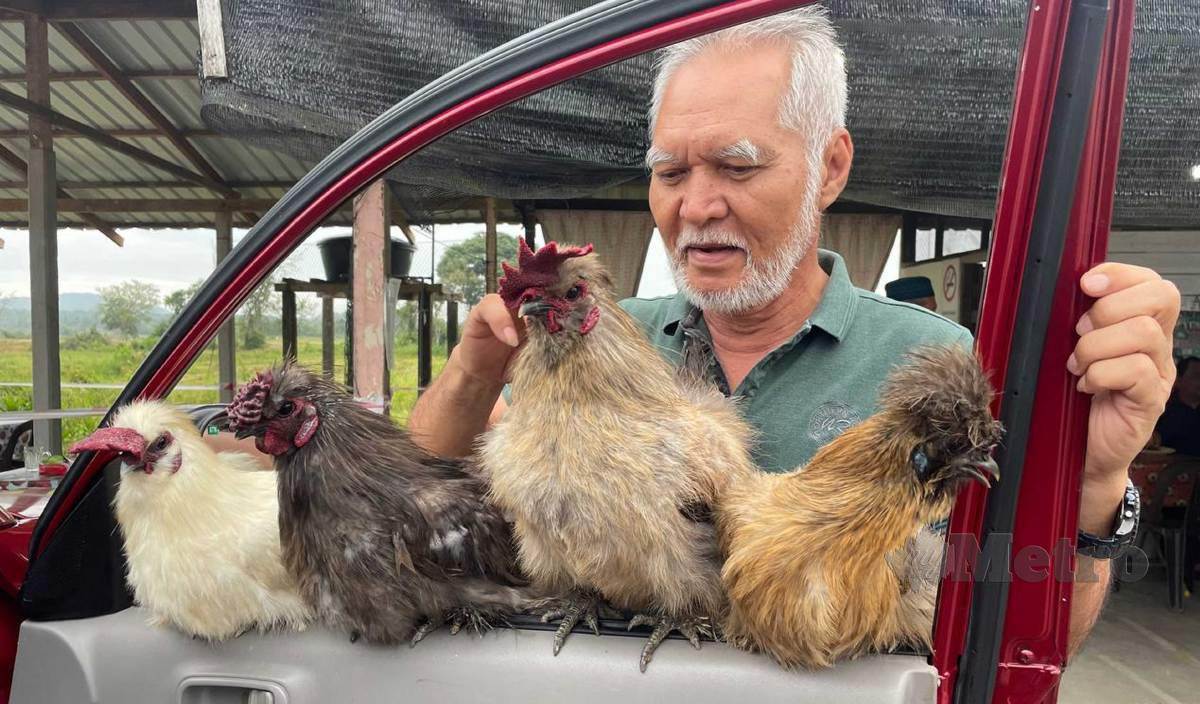 ABDUL Jalil membawa empat ayam Poland miliknya bersiar-siar dengan kenderaan. FOTO Ahmad Rabiul Zulkifli 