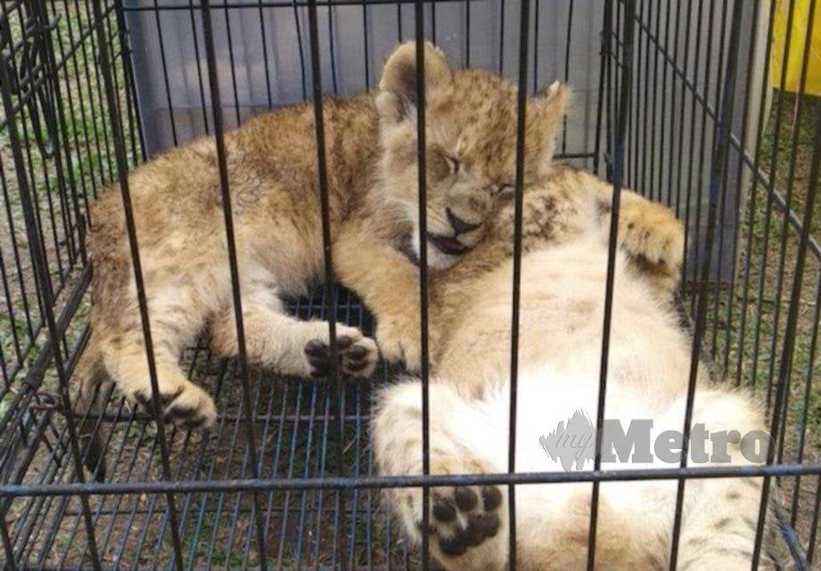 SUSPEK yang ditahan pihak berkuasa Indonesia selepas dikesan menyeludup anak singa dan harimau bintang dari Malaysia.