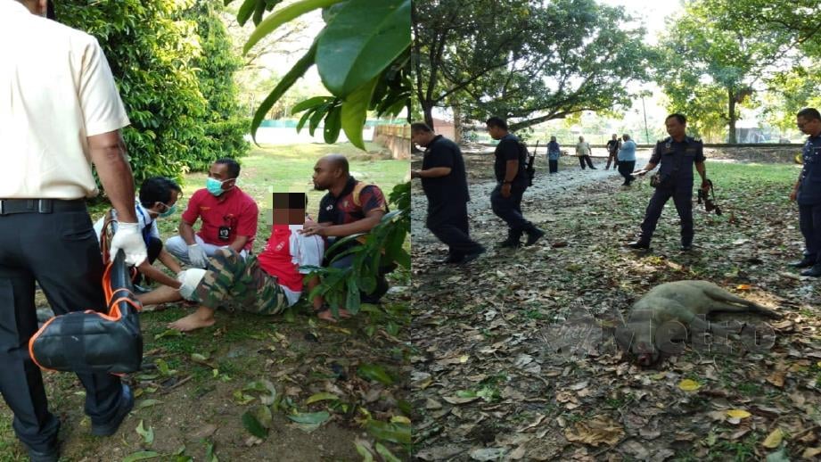 Mangsa diberi rawatan awal selepas cedera disondol dan (kanan) babi hutan yang menyerang kakitangan pejabat pertanian mati ditembak di Taiping semalam. Foto Ihsan Pembaca 