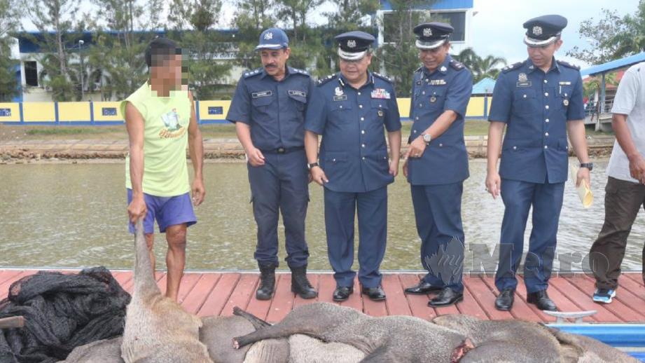 Mohd Rakbi (tengah) menunjukkan sebahagian 4,000 kg daging karkas babi hutan yang dirampas pihaknya. FOTO Zaman Huri Isa