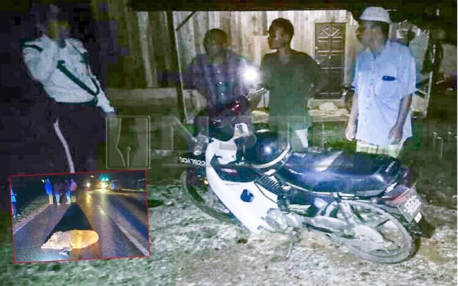 Keadaan motosikal mangsa selepas terbabit dalam kemalangan merempuh babi hutan (gambar kecil) semalam. FOTO Ramli Ibrahim