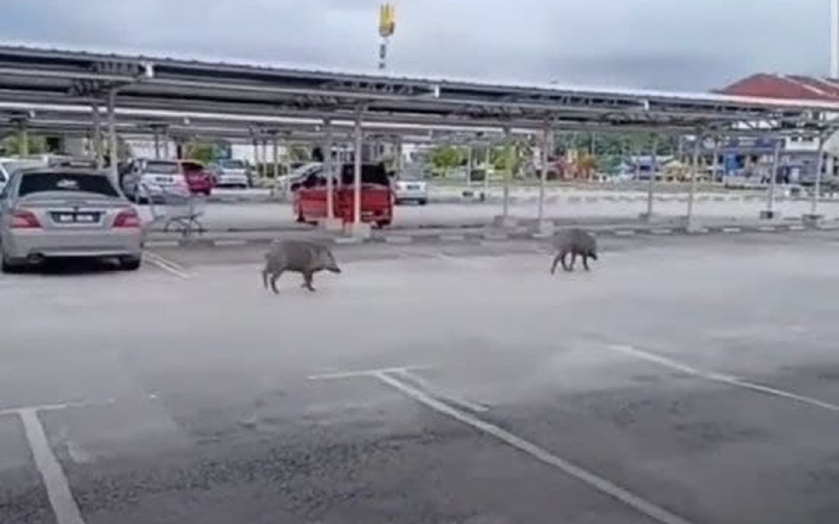 DUA babi hutan dirakam sedang berkeliaran di kawasan parkir sebuah pasar raya di Seremban Jaya, di sini. FOTO IHSAN PEMBACA
