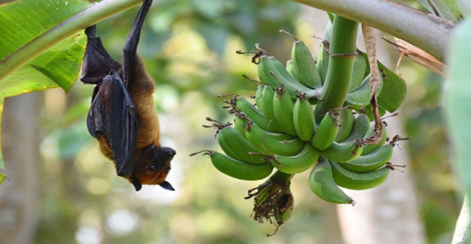 Risiko wabak virus Nipah masih tinggi  Harian Metro