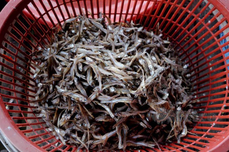 harga ikan bilis di pasaran 2017