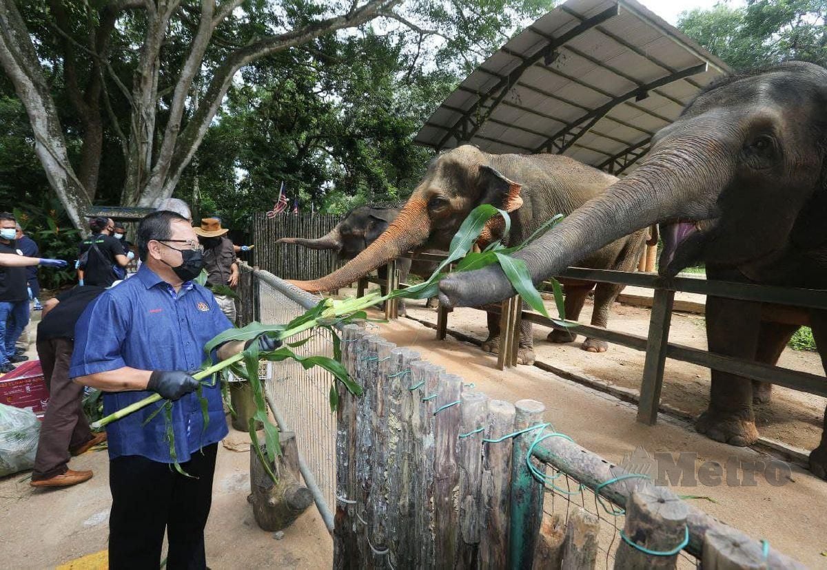 Ahmad Hamzah memberi makanan kepada seekor gajah pada progam sumbangan Animal Food Bank di Zoo Melaka, Ayer Keroh. FOTO SYAFEEQ AHMAD
