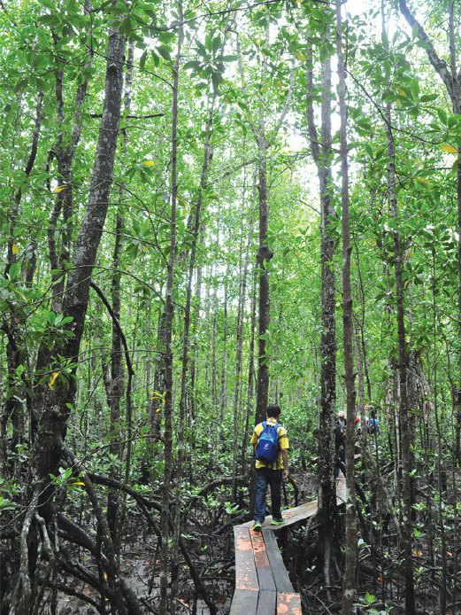 Kawasan hutan bakau seluas 647 hektar Harian Metro