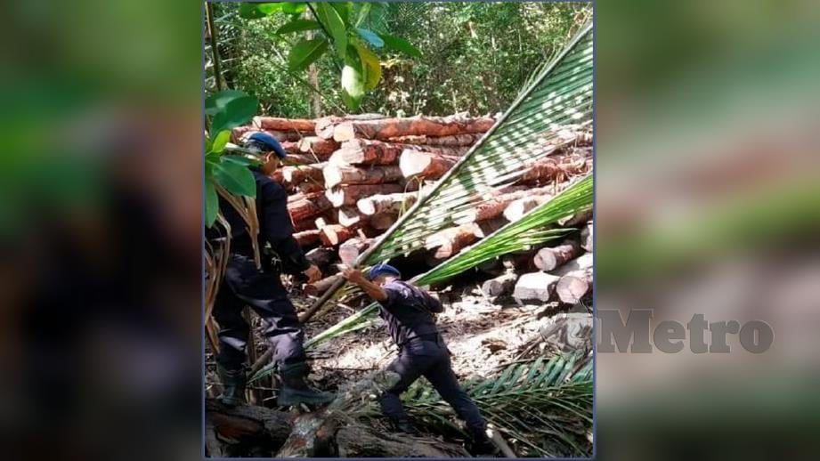 Pasukan Polis Marin (PPM) Wilayah 5 Sarawak merampas 1,100 batang kayu bakau di Serikei. FOTO Ihsan PDRM