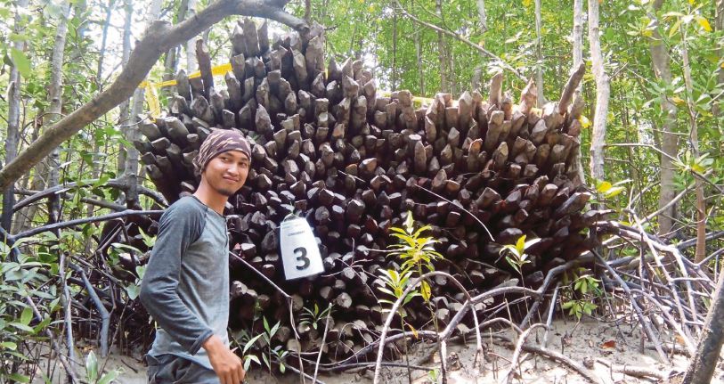 Kepentingan hutan paya bakau