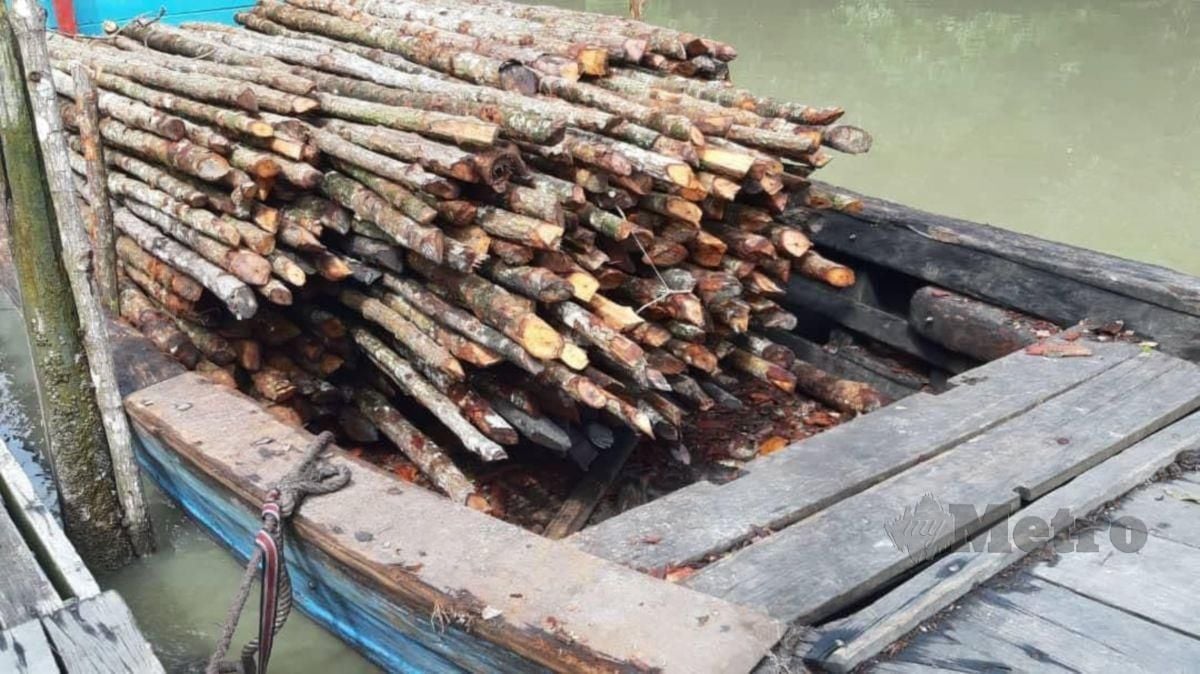 SEBAHAGIAN daripada 800 batang kayu jaras bakau yang disita Jabatan Perhutanan Negeri Perak kerana mencuri hasil hutan itu tanpa permit, hari ini. FOTO ihsan JPNPk