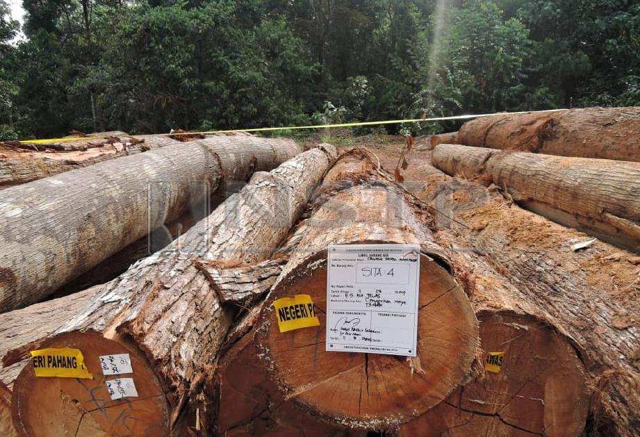 SEBAHAGIAN 63 kayu balak yang cuba dipindahkan tanpa lesen di Hutan Simpan Ulu Jelai. FOTO Mohd Rafi Mamat
