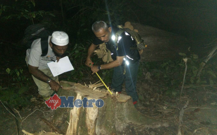 Anggota Jabatan Perhutanan Kedah memeriksa sebahagian pokok balak bernilai RM140,000 yang cuba dicuri dari Hutan Simpan Relau. FOTO Ihsan Jabatan Perhutanan Kedah 