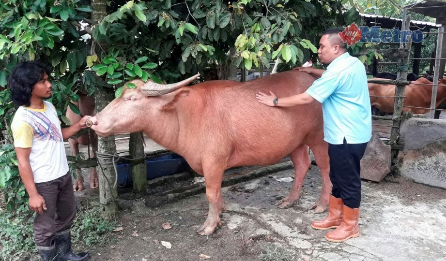 KETUA Seksyen Ruminan Jabatan Perkhdmatan Veterinar (JPV) Negeri, Engku Hashimi Syed Ahmad (kanan)  meneliti keadaan  fizikal kerbau kacukan lembu yang dipanggil Bambu di Kampung Tebakang, Bukit Payong. FOTO Ahmad Rabiul Zulkifli