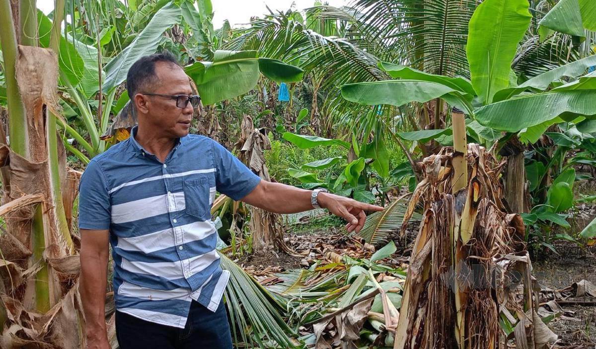 MOHD Jalaludin menunjukkan pokok pisang di kebun penduduk yang patah dipercayai dirosakkan binatang misteri. FOTO Muhamad Lokman Khairi