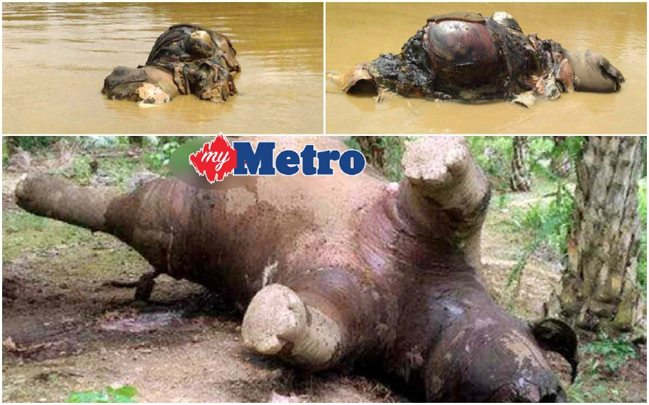 Bangkai gajah yang ditemui di Sungai Kinabatangan dipercayai dibunuh oleh pemburu haram sebelum dibuang ke sungai. FOTO Ihsan JHL