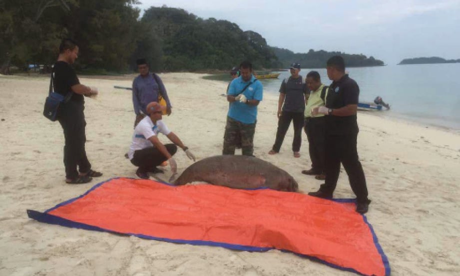 ANTARA cabaran utama Jabatan Taman Laut Malaysia Johor ialah menangani kematian spesies hidupan terancam seperti dugong.