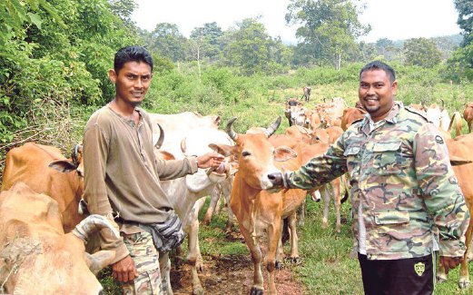 MOHD Eby (kanan) dan Mohd Ridwan di ladang ternakan lembu.