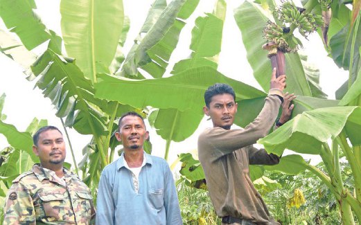 KELUARGA petani menunjukkan pokok pisang yang ditanam.