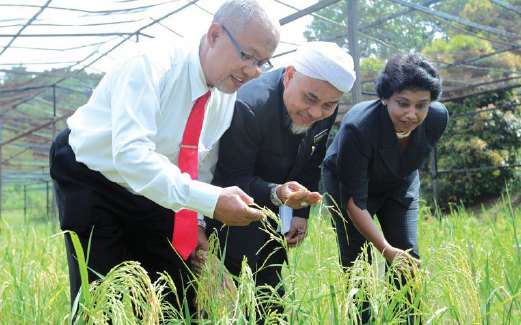 DARI kiri Dr Shahrim, Mohamad Zin dan Dr Wickneswari (kanan) melawat sawah teres Q rumah tumbuhan di UKM, Bangi.