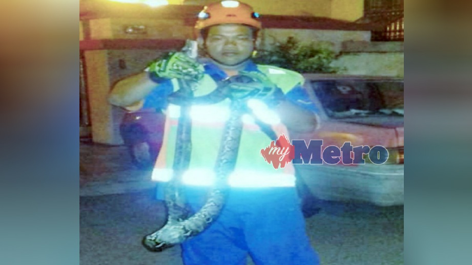 ANGGOTA APM menangkap ular sawa di dalam reban ayam di Jalan Hilton, Miri, semalam. FOTO Ihsan APM