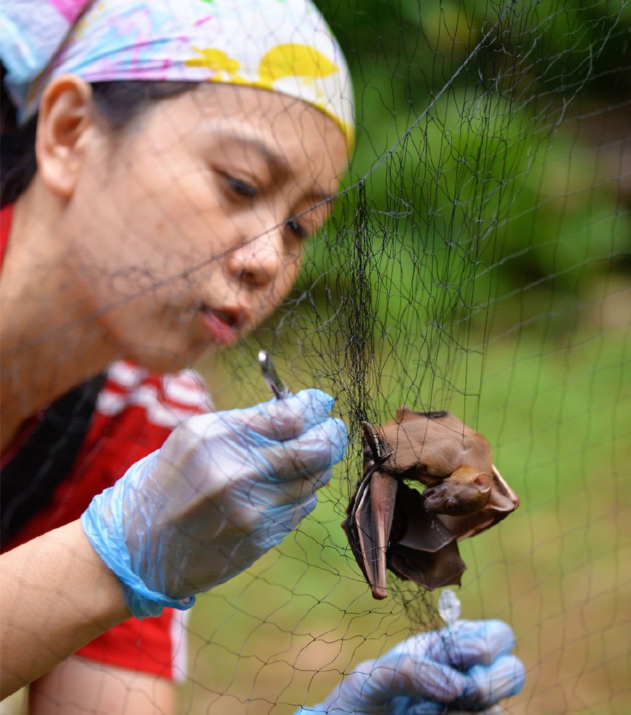 LIM memeriksa contoh spesies kelawar yang diperangkap bagi tujuan penyelidikan